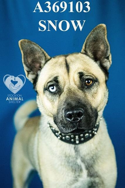 SNOW - Akita / Siberian Husky available for adoption
