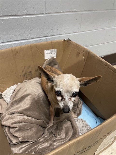 A372944 - Chihuahua available for adoption