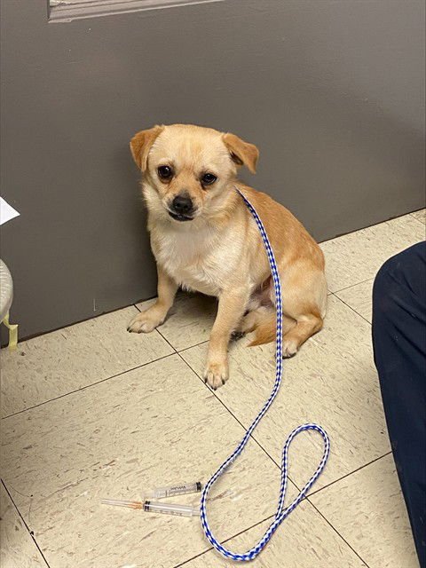 CARMAX - Pug available for adoption