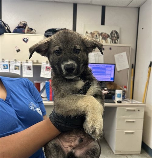 TOAD - German Shepherd Dog available for adoption