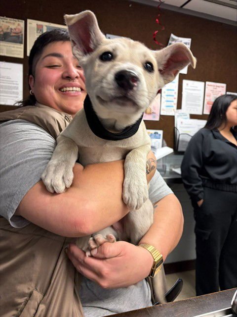 PIXAR - Siberian Husky available for adoption