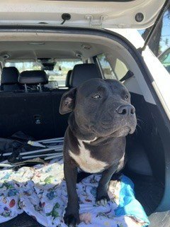 MINNIE - Pit Bull Terrier available for adoption