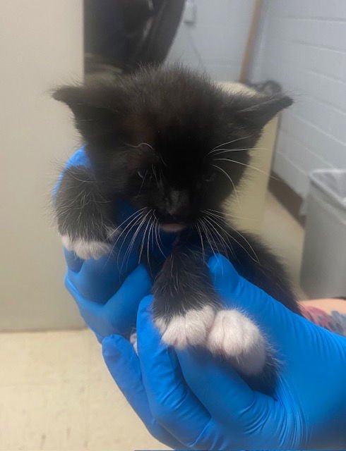 WOODY - Domestic Short Hair available for adoption