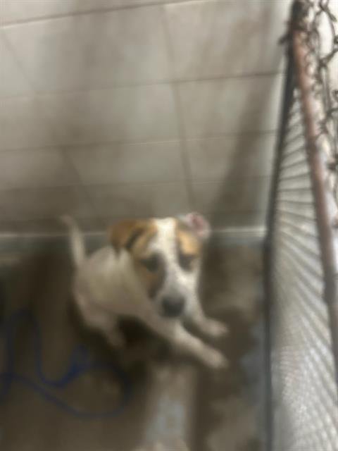 NEO - German Shorthaired Pointer / Australian Cattle Dog/Blue Heeler available for adoption