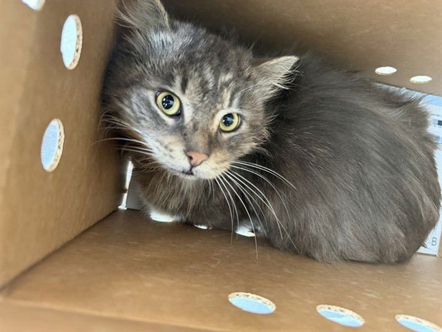 HERCULES - Domestic Long Hair for adoption in Stockton