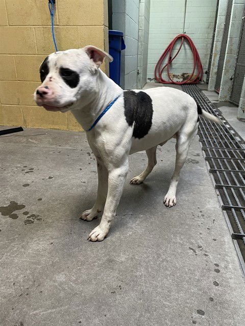 DESOTO - Pit Bull Terrier available for adoption