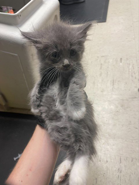 BEAN - Domestic Long Hair available for adoption
