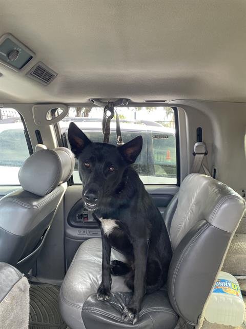 RUNNY - German Shepherd Dog available for adoption