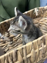 AXEL - Photo 1
