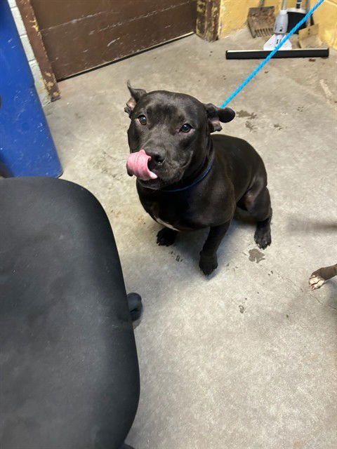 BRUTUS - Pit Bull Terrier for adoption in Stockton