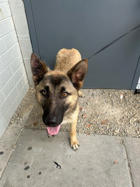 A374274 - Belgian Shepherd Malinois / Siberian Husky available for adoption