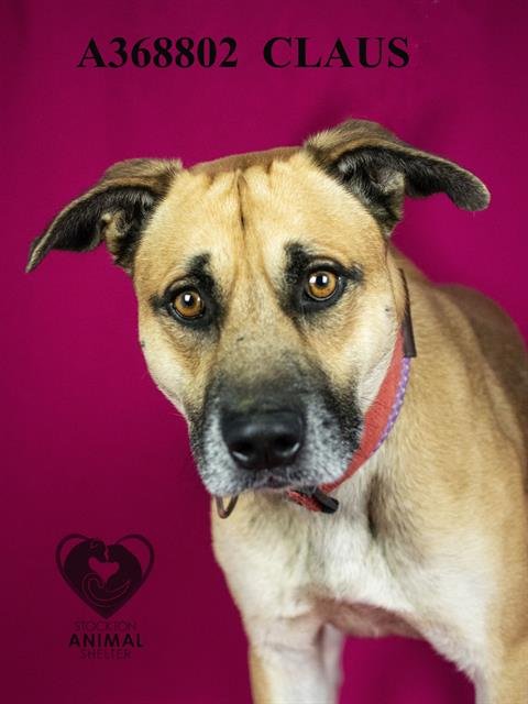 CLAUS - Black Mouth Cur available for adoption