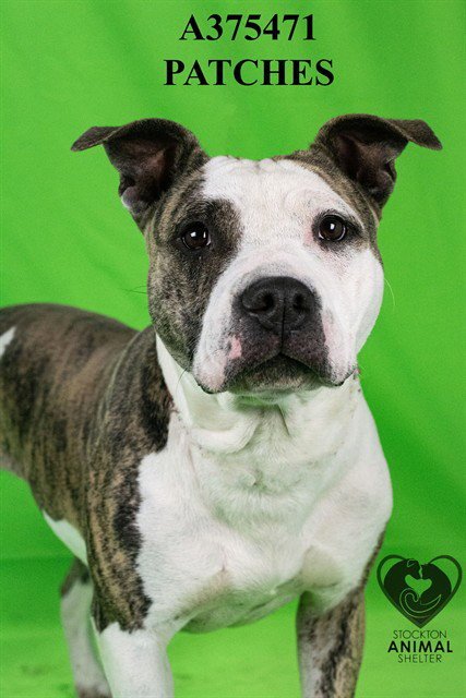 PATCHES - Pit Bull Terrier available for adoption