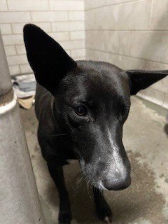 ELLIE - Border Collie available for adoption