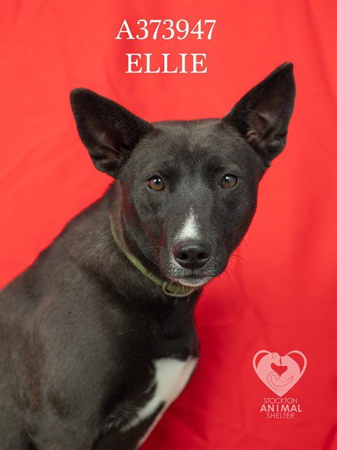 ELLIE Image