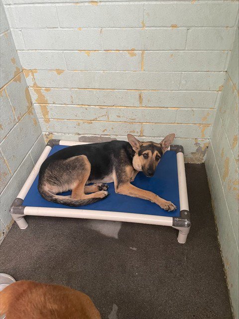 SHILOH Image