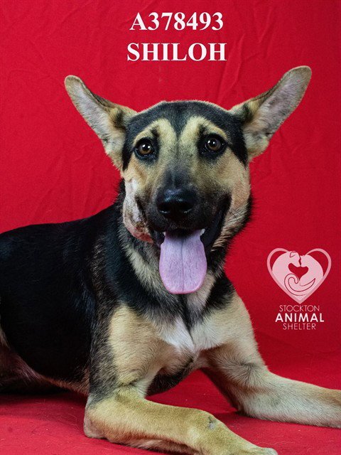 SHILOH - German Shepherd Dog available for adoption