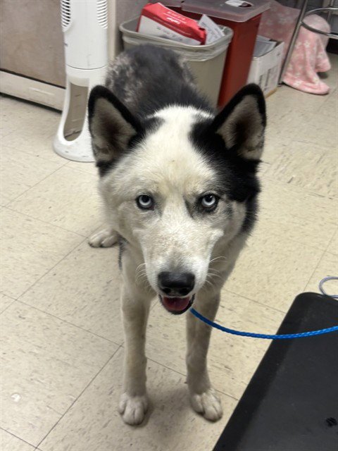 SUNDAY - Siberian Husky available for adoption
