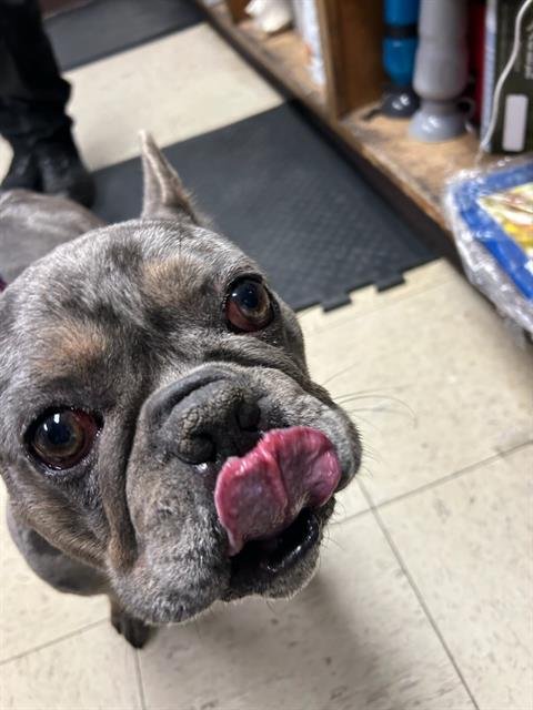 PERCY - French Bulldog available for adoption