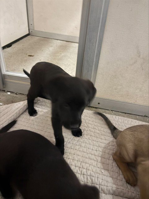 A374183 - Labrador Retriever available for adoption