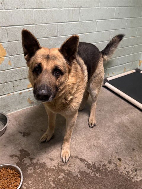 NORMAN - German Shepherd Dog for adoption in Stockton