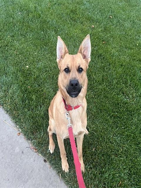GOLDY - German Shepherd Dog available for adoption