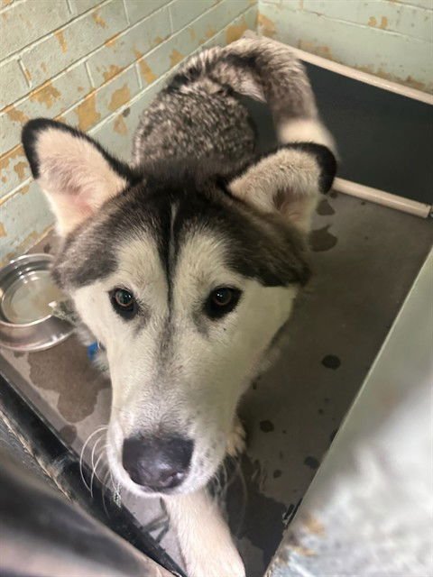 CHEF - Siberian Husky available for adoption