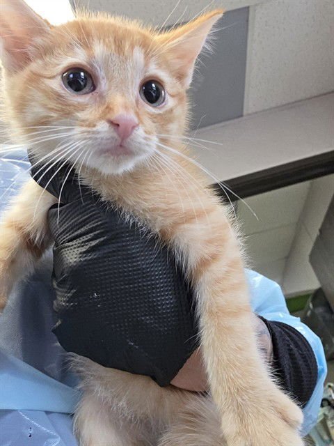 BONNIE - Domestic Short Hair available for adoption