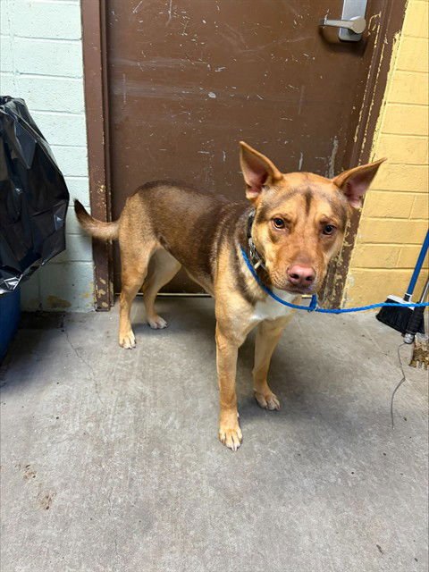 HAGRID - Pit Bull Terrier available for adoption