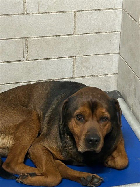 PONYO - Rottweiler / German Shepherd Dog available for adoption