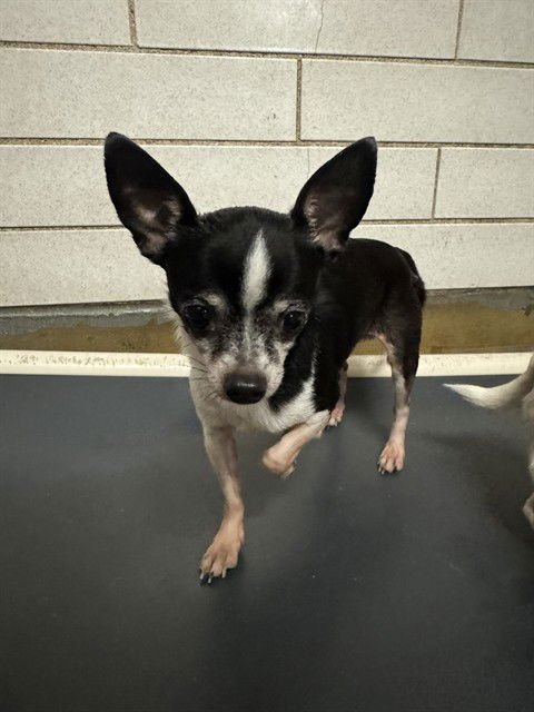 MR. BIG - Chihuahua available for adoption