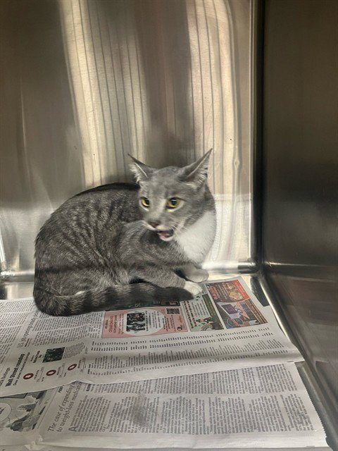 A374130 - Domestic Short Hair available for adoption