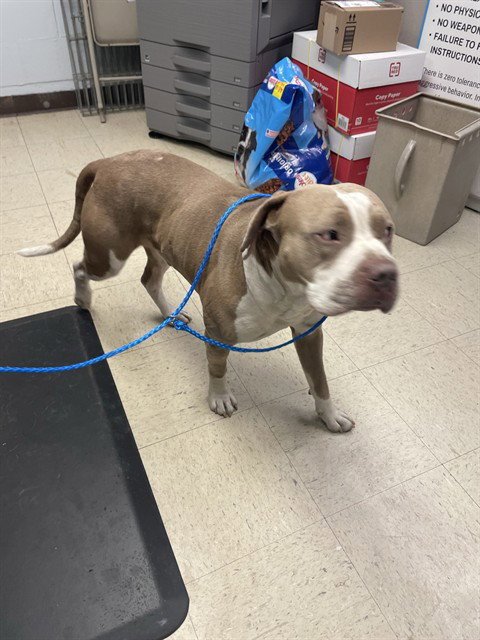 MOZZY - American Bulldog available for adoption