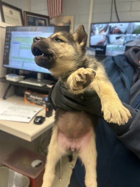 NATALIE - German Shepherd Dog available for adoption