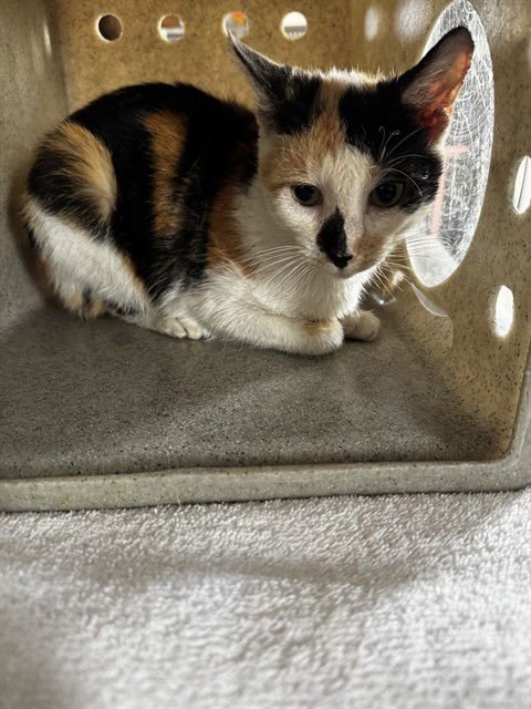 SNICKERS - Domestic Short Hair available for adoption