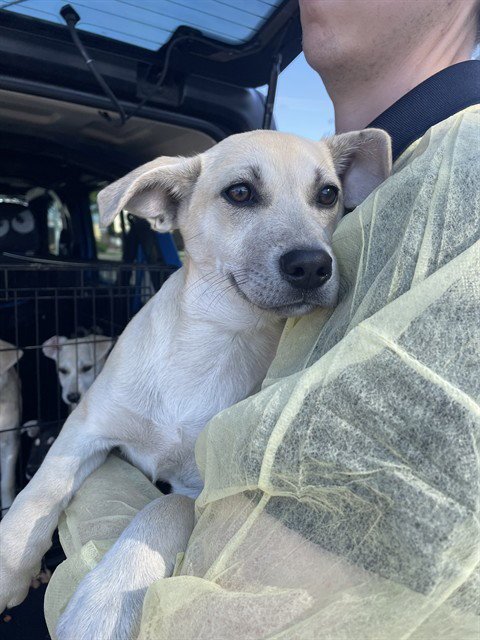 BUNNY - Labrador Retriever available for adoption