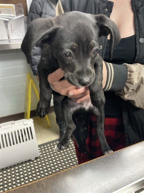 A371021 - Terrier available for adoption