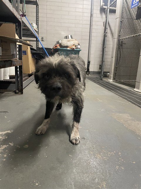 MOBY - Border Terrier available for adoption