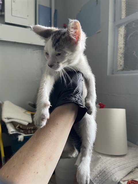 OLIVER Image