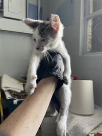 OLIVER - Photo 1
