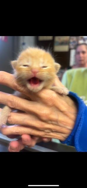 CARBURETOR - Domestic Short Hair available for adoption