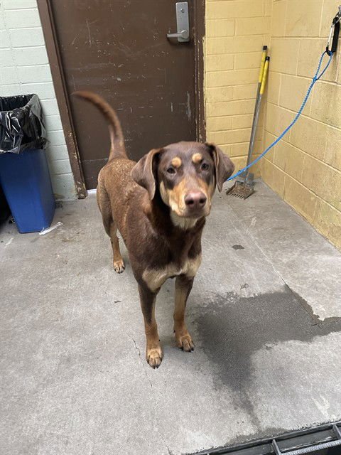 WOODY - Doberman Pinscher available for adoption