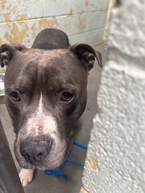 LE PEW - Pit Bull Terrier available for adoption
