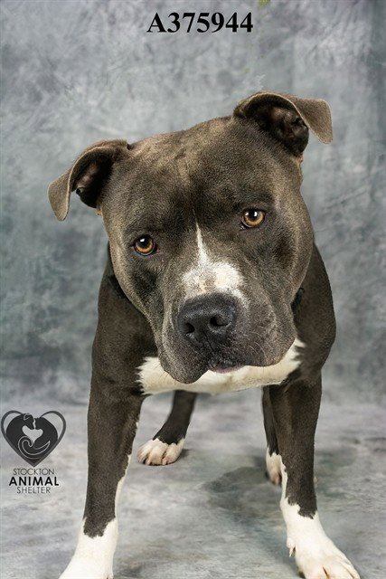 LE PEW - Pit Bull Terrier available for adoption
