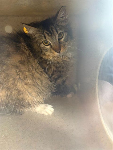 A372939 - Domestic Medium Hair available for adoption