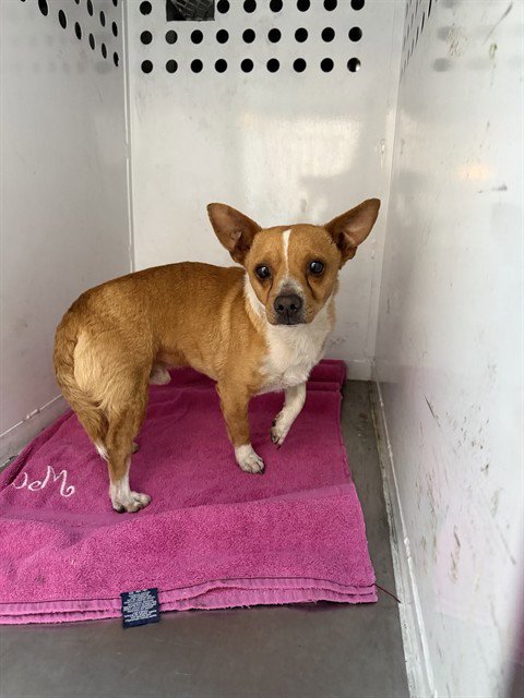 PAPA - Chihuahua available for adoption