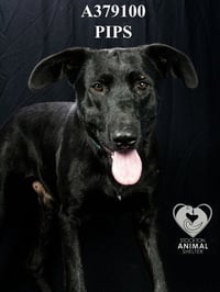 KODA - Photo 1
