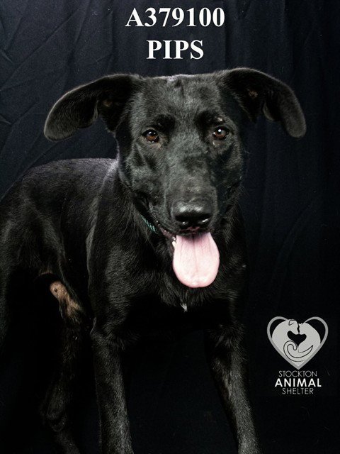 KODA - Labrador Retriever available for adoption