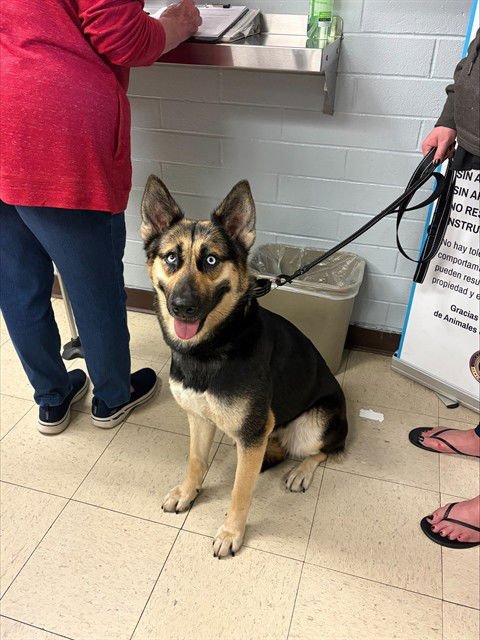 BEAUTY - German Shepherd Dog for adoption in Stockton