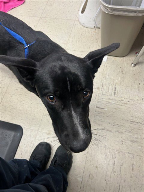 DEB - Border Collie / German Shepherd Dog available for adoption